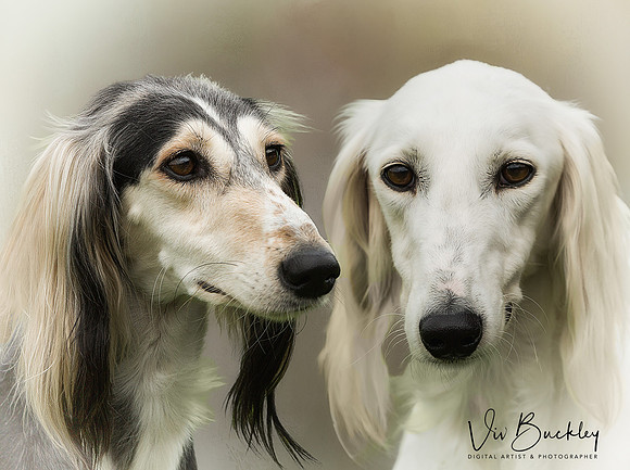 Saluki Heads Revised